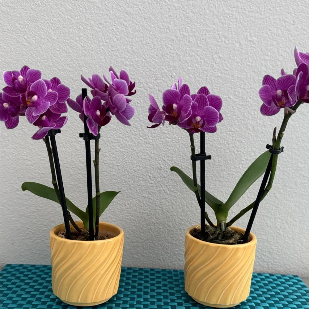 2 Yellow Mini Orchid Pots